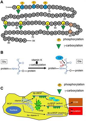 The vascular protective effect of matrix Gla protein during kidney injury